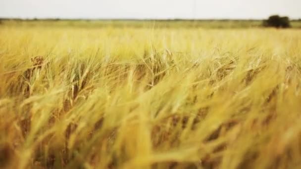 Campo de cereais com espiguetas de centeio maduro ou de trigo — Vídeo de Stock