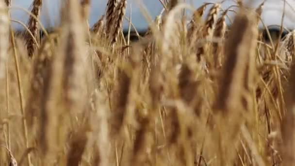 Campo de cereales con espiguillas de centeno maduro o trigo — Vídeos de Stock