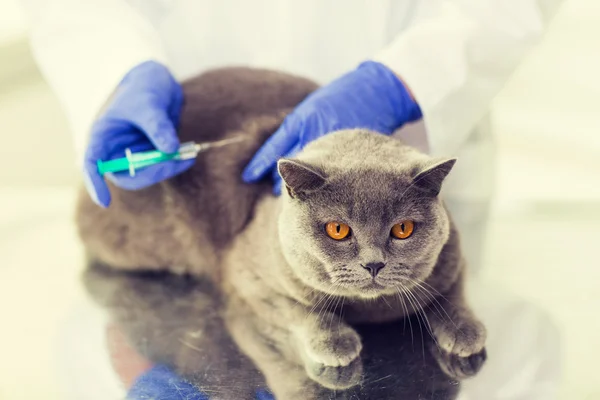 Close-up de veterinário fazendo vacina para gato na clínica — Fotografia de Stock