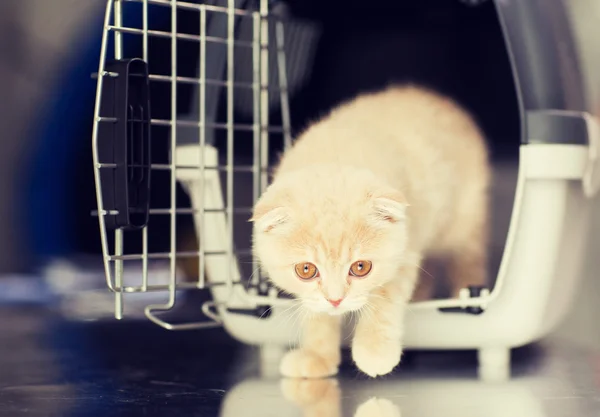 Närbild på scottish fold kattunge i katten bärare — Stockfoto