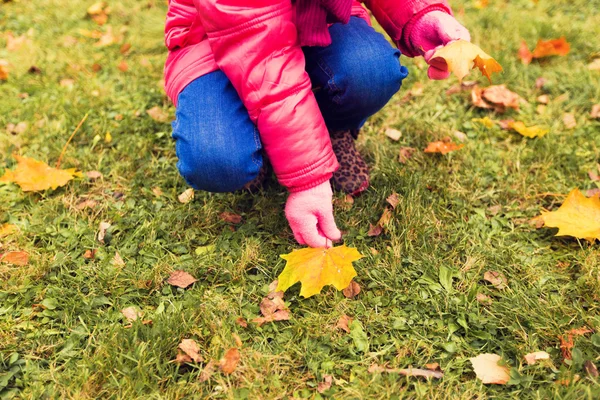 Close up of little girl collecting autumn leaves — 图库照片
