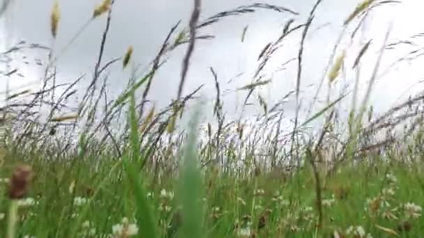 Клевер и трава, растущие на лугу или поле 51 — стоковое видео