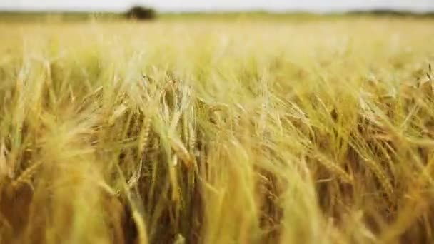 Зернове поле з колосками стиглого жита або пшениці — стокове відео