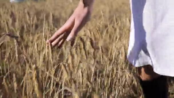 Žena v bílých šatech, pěší podél obilné pole — Stock video
