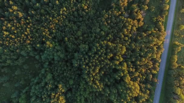 Vista aérea al bosque y al automóvil conduciendo por carretera — Vídeos de Stock