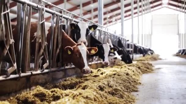 Manada de vacas comendo feno em estábulo na fazenda leiteira — Vídeo de Stock