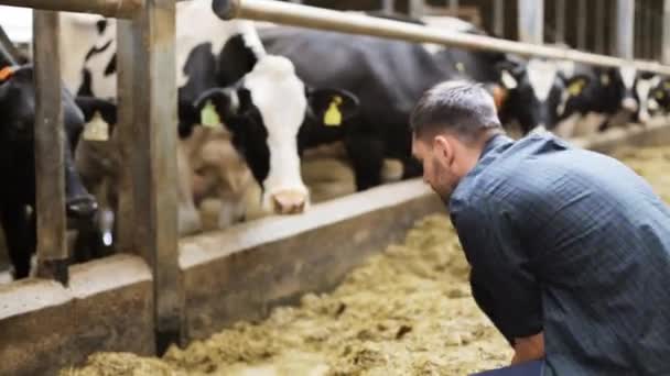 Чоловік годує корів сіном у коров'ячому сараї на молочній фермі — стокове відео