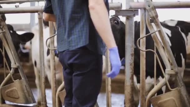 Homem ou agricultor com vacas em estábulo na exploração leiteira — Vídeo de Stock