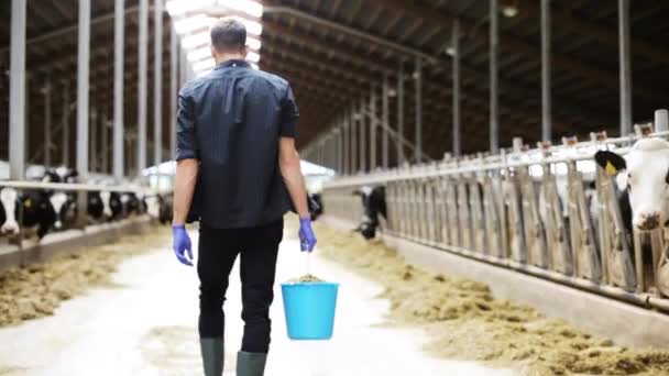 Mucche e uomo con secchio di fieno passeggiando in fattoria — Video Stock