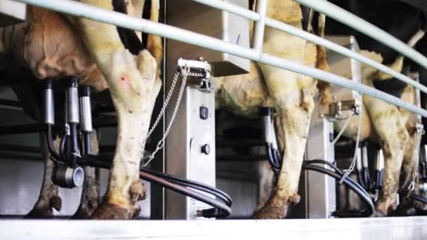 Коровы вымени с молоком на молочной ферме — стоковое видео