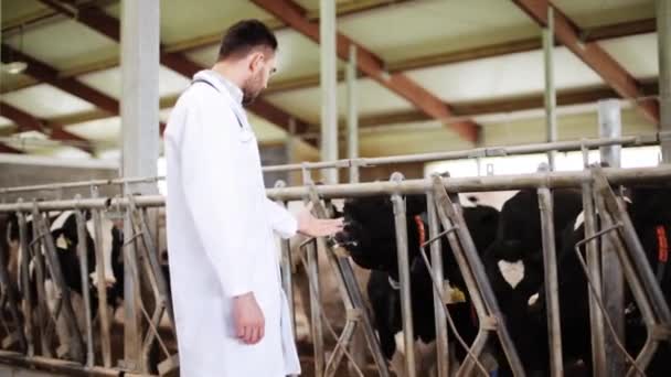 Tierarzt mit Kühen im Stall auf Milchbauernhof — Stockvideo