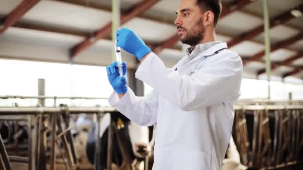 Dierenarts met spuit vaccinatie van koeien op boerderij — Stockvideo