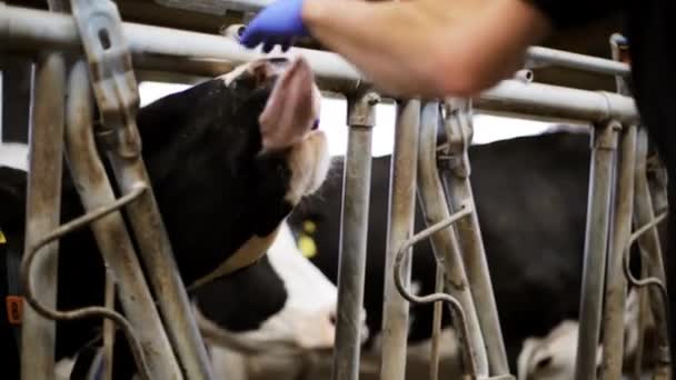 Ember vagy mezőgazdasági termelő simogató tehén tehénistálló, a farm — Stock videók