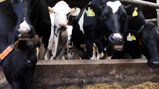 Стадо корів, що їдять сіно в коров'ячому сараї на молочній фермі — стокове відео