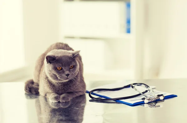 Крупним планом британський кіт у ветеринарній клініці — стокове фото