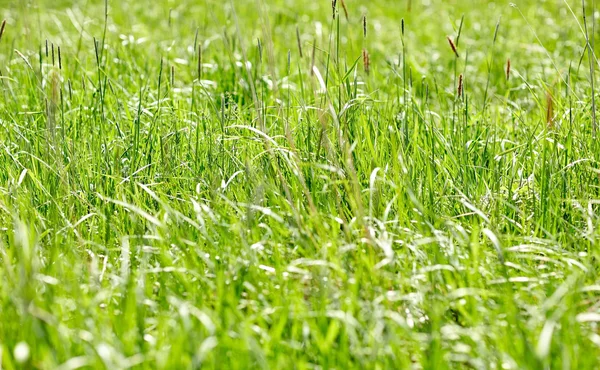 Çayır veya alan üzerinde büyüyen çimen — Stok fotoğraf