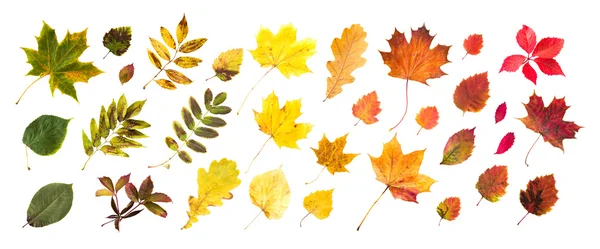 Colección de hermosas hojas de otoño de colores — Foto de Stock