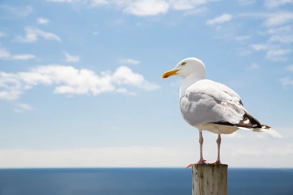 Gaviota sobre mar y cielo azul Fotos De Stock