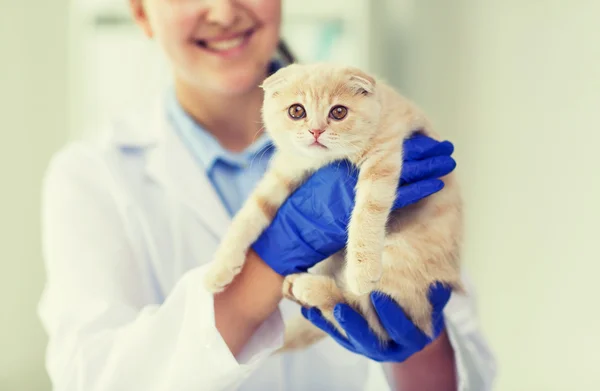 Крупним планом ветеринар з шотландським кошеням у клініці — стокове фото