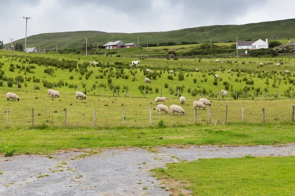 Connemara İrlanda alanda otlayan koyun — Stok fotoğraf