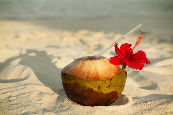 Bebida de coco na praia de maldivas tropicais exóticas — Fotografia de Stock