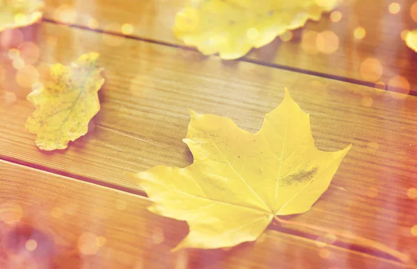 Perto de muitas folhas de outono caídas diferentes — Fotografia de Stock