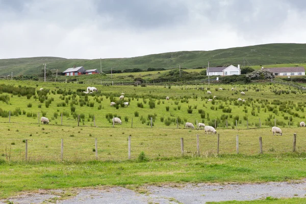 Ovce na pastvě na oblasti connemara v Irsku — Stock fotografie