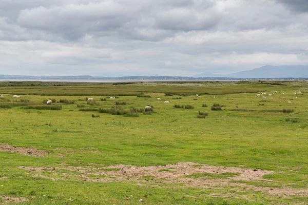 Ovce na pastvě na oblasti connemara v Irsku — Stock fotografie