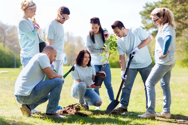 Grupp av frivilliga plantera träd i parken — Stockfoto