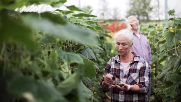 Anciana recogiendo pepinos en invernadero de granja — Vídeos de Stock