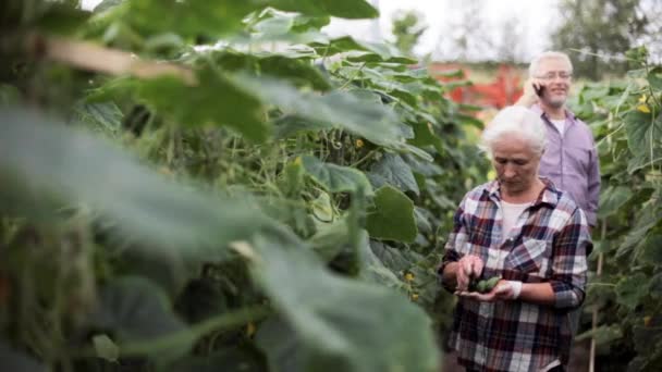 Mulher velha pegando pepinos na estufa da fazenda — Vídeo de Stock