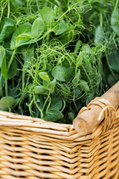 Close up of pea or bean seedling in wicker basket — Stock Photo, Image