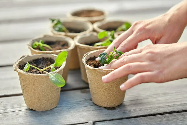 Hands and seedlings in starter pots with soil — Stock Photo, Image