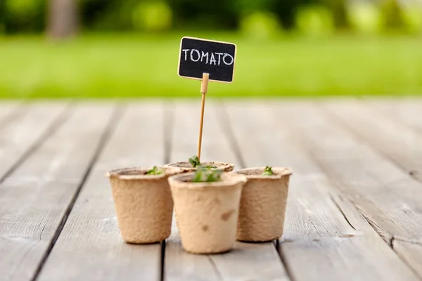 Tomato seedlings in pots with name tags — Stock Photo, Image