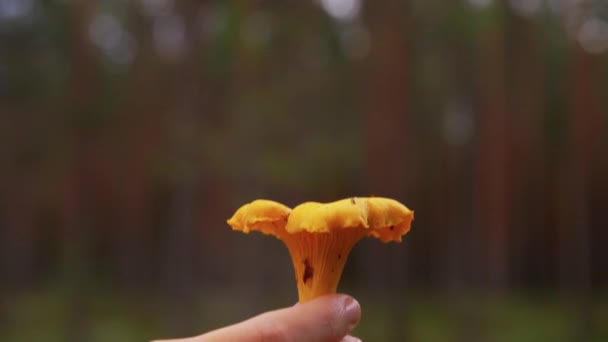 Close up de mão segurando cogumelos na floresta — Vídeo de Stock