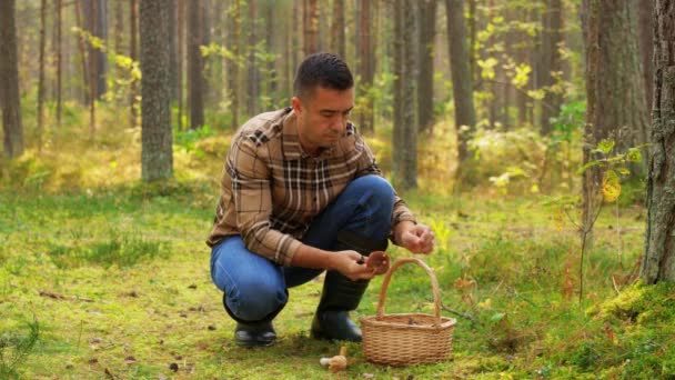 Muž s košíkem sbírání hub v lese — Stock video