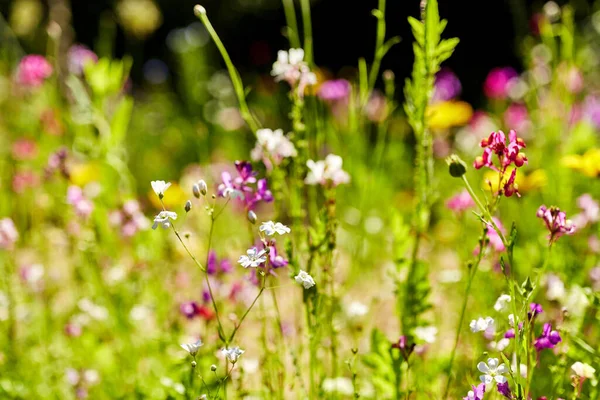 Beautiful field flowers in summer garden — Stock Photo, Image