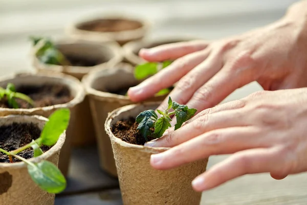 Hands and seedlings in starter pots with soil — Stock Photo, Image