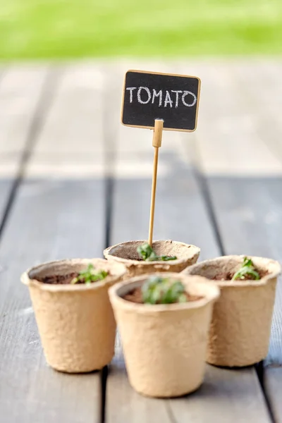 Tomato seedlings in pots with name tags — Stock Photo, Image