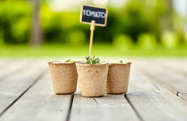Tomato seedlings in pots with name tags — Stock Photo, Image