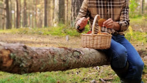 Man met mand plukken paddestoelen in het bos — Stockvideo