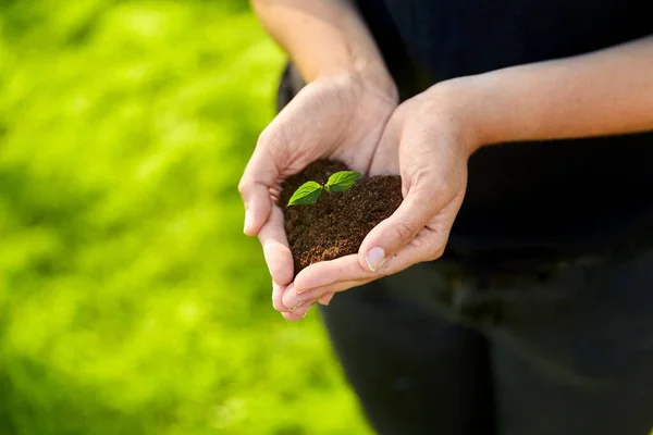 Hands holding plant growing in handful of soil — Stock Photo, Image