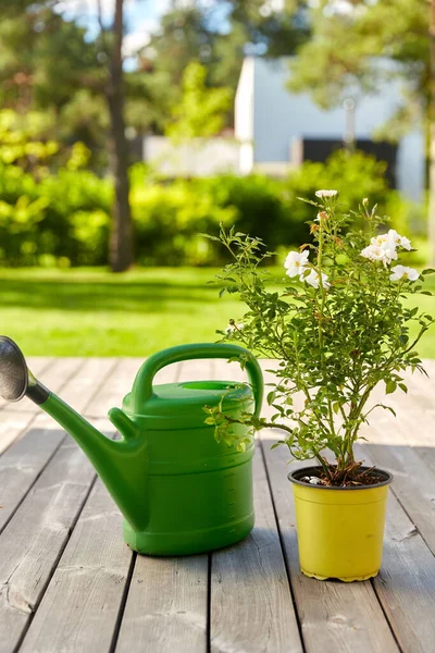 Watering can and rose flower seedling in garden — Stock Photo, Image