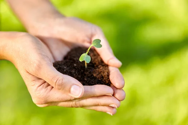 Manos sosteniendo la planta que crece en un puñado de tierra — Foto de Stock