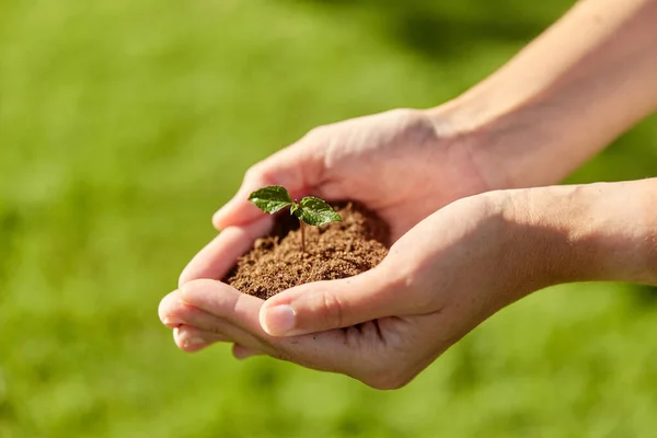 Manos sosteniendo la planta que crece en un puñado de tierra — Foto de Stock