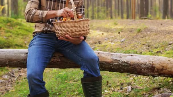 Hombre con cesta recogiendo setas en el bosque — Vídeos de Stock