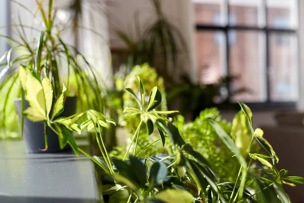 Fiori verdi e piante d'appartamento a casa — Foto Stock