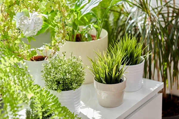 Gröna blommor och krukväxter hemma — Stockfoto