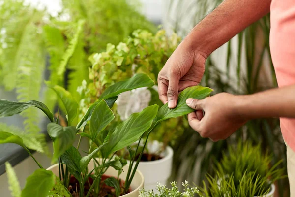 Uomo con prendersi cura di piante d'appartamento a casa — Foto Stock