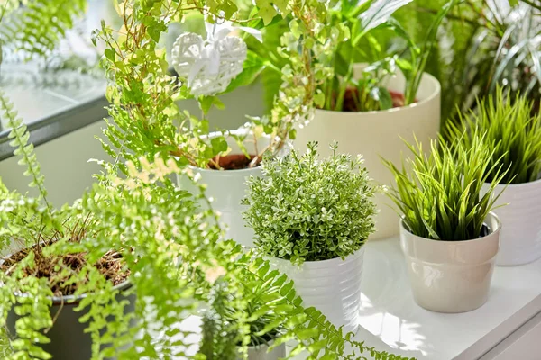 Gröna blommor och krukväxter hemma — Stockfoto